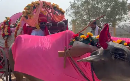 चकाचौंध की दुनिया में कार के बजाय बैलगाड़ी से विदाई कराने की अनोखी शादी