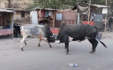 बीच सड़क सांडों के आपसी संग्राम से बाइक और कार को हुआ नुकसान 