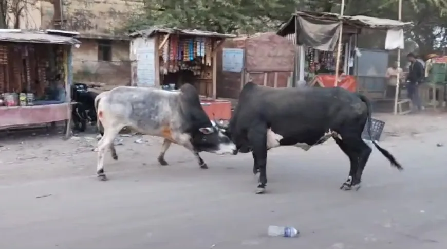 बीच सड़क सांडों के आपसी संग्राम से बाइक और कार को हुआ नुकसान 