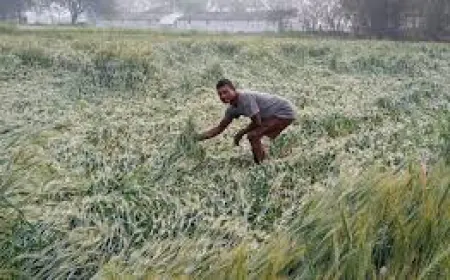 बेमौसम बारिश और ओलावृष्टि के चलते हुआ लाखों का फसल बर्बाद 