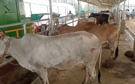 एशिया की सबसे बड़ी काऊ सेंचुरी का हुआ लोकार्पण 