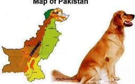 संयुक्त राष्ट्र सुरक्षा परिषद ने पहलगाम आतंकी हमले की कड़ी आलोचना की, दोषियों को सज़ा दिलाने की मांग