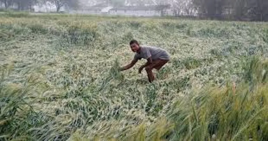 बेमौसम बारिश और ओलावृष्टि के चलते हुआ लाखों का फसल बर्बाद