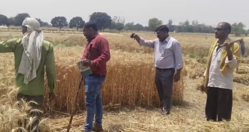 गेहूं काट रही महिला पर जंगली जानवर ने किया हमला, तेंदुए की आशंका
