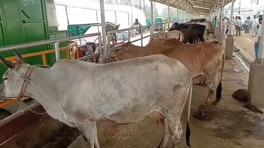 एशिया की सबसे बड़ी काऊ सेंचुरी का हुआ लोकार्पण