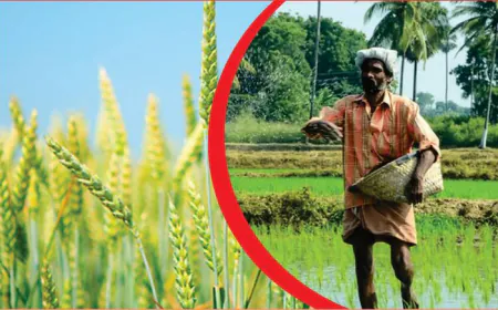धान की खेती में नई क्रांति: गेहूं की तरह सीधी लाइन से बोआई से घटेगी लागत, उपज रहेगी समान