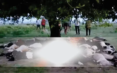 तेज बारिश में पेड़ के नीचे छुपी महिला पर गिरी आकाशीय बिजली, मौके पर दर्दनाक मौत