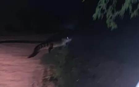 एटा: गांव के तालाब से निकला 7 फीट लंबा मगरमच्छ, महिलाओं-बच्चों में दहशत