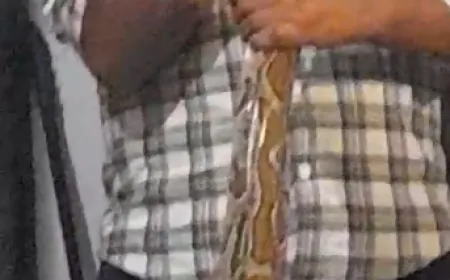 घर में निकला 12 फीट लंबा अजगर, वन विभाग ने किया सुरक्षित रेस्क्यू