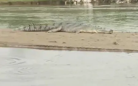 हरदोई में रामगंगा नदी के टापू पर दिखा विशाल मगरमच्छ, नाव पर सवार किसानों में मचा हड़कंप