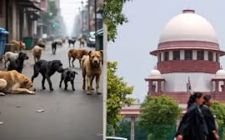 सुप्रीम कोर्ट का बड़ा आदेश: दिल्ली से 8 हफ्ते में हटें सभी लावारिस कुत्ते, बचाने की कोशिश पर ऐक्शन