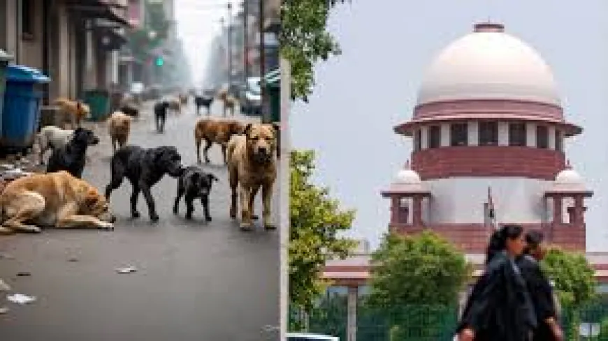 सुप्रीम कोर्ट का बड़ा आदेश: दिल्ली से 8 हफ्ते में हटें सभी लावारिस कुत्ते, बचाने की कोशिश पर ऐक्शन