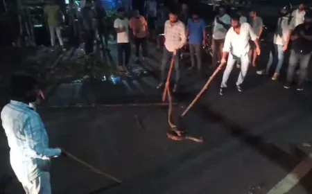 हाईवे पर विशाल अजगर दिखने से मची अफरा-तफरी