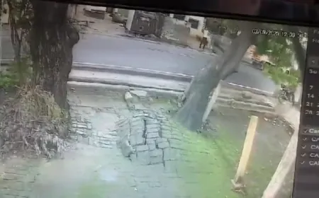 नीम का विशाल वृक्ष गिरने से बाइक सवार युवक की मौत, CCTV में कैद हुआ हादसा