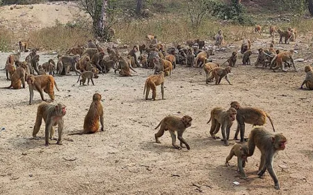 सीतापुर में बंदरो के झुण्ड ने मासूम को घर से उठा कर छत की पानी की टंकी में डुबो दिया, हुई मौत !