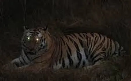 शौच के लिए गई 18 वर्षीय बालिका को उठा ले गया बाघ  !