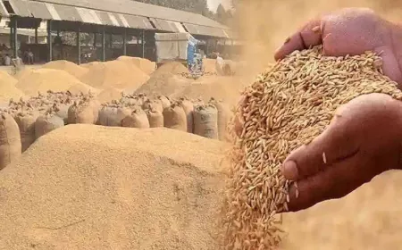 पश्चिमी यूपी में 1 अक्टूबर से होगी धान खरीद, साढ़े 23 हजार से अधिक किसानों ने कराया पंजीकरण !