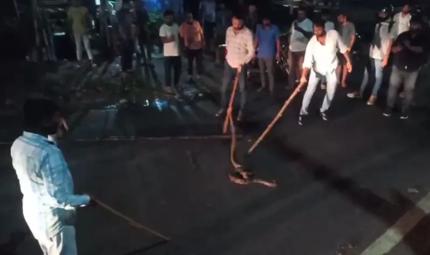 हाईवे पर विशाल अजगर दिखने से मची अफरा-तफरी