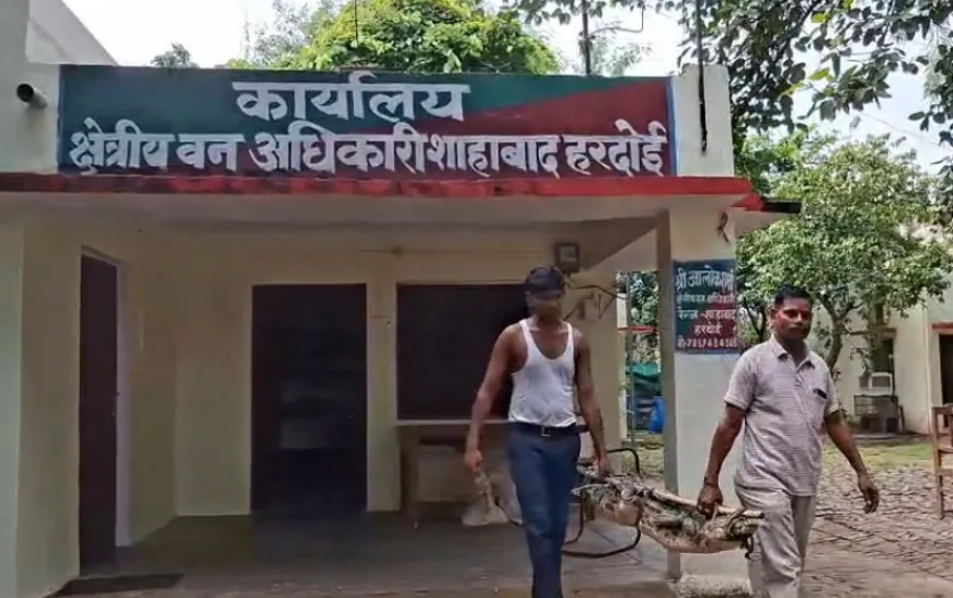 हरदोई में पानी भरी खाई से मिला मगरमच्छ, गांव में मचा हड़कंप