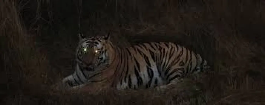 शौच के लिए गई 18 वर्षीय बालिका को उठा ले गया बाघ  !