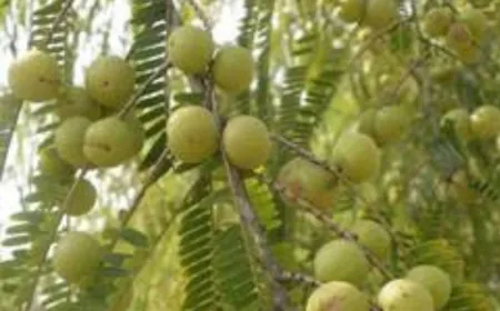 अक्षय नवमी की शुरुआत कैसे हुई, किसने की थी सबसे पहली पूजा? जानिए पौराणिक और आयुर्वेदिक महत्व