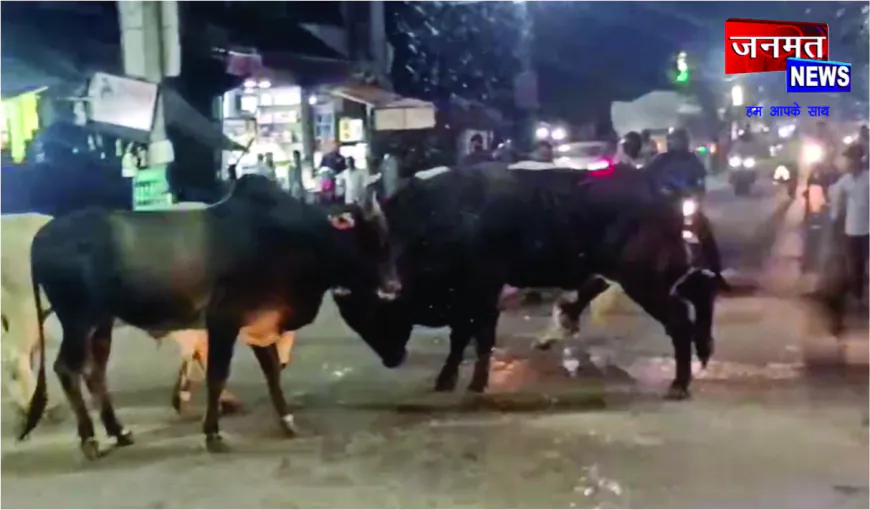 आपस में भिड़े आवारा सांडों के चपेट में आने से होमगार्ड समेत कई लोग घायल