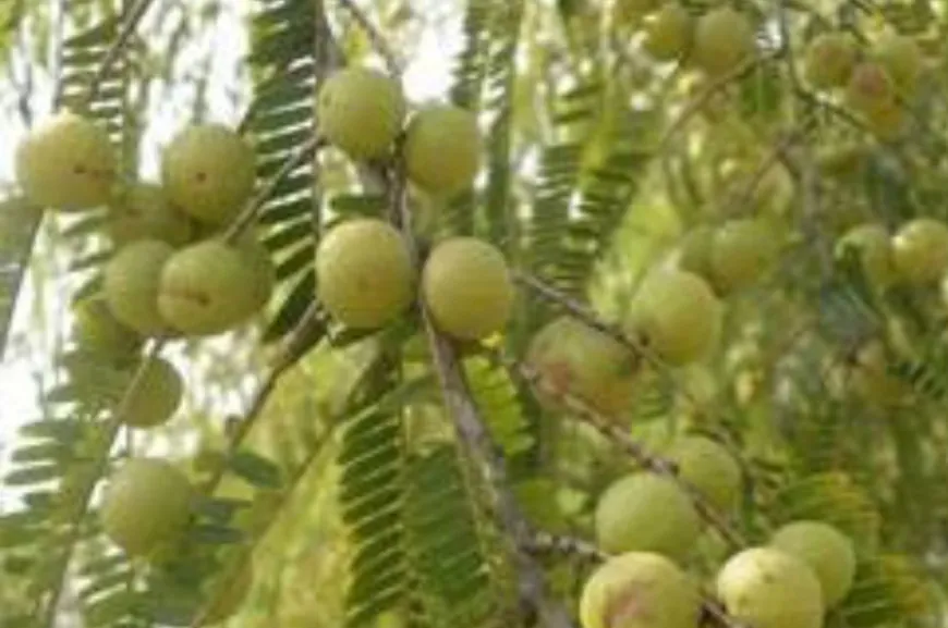 अक्षय नवमी की शुरुआत कैसे हुई, किसने की थी सबसे पहली पूजा? जानिए पौराणिक और आयुर्वेदिक महत्व