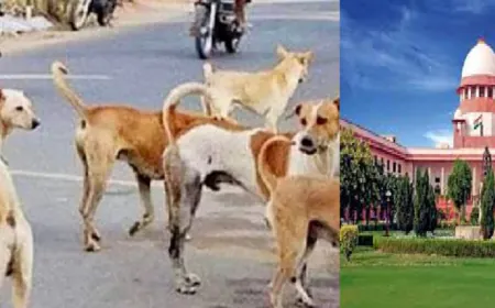 रेलवे स्टेशनों, अस्पतालों व हाईवे से आवारा कुत्ते हटाने का ‘सुप्रीम’ आदेश, 8 हफ्ते का दिया समय