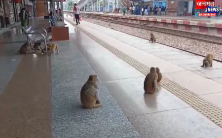 फतेहपुर में बंदरों को पकड़ने का अभियान शुरू, मथुरा से बुलाई गई एक्सपर्ट टीम