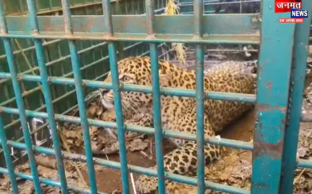 बहराइच: वन विभाग को मिली बड़ी सफलता, पिंजरे में कैद हुआ तेंदुआ; ग्रामीणों ने ली राहत की सांस