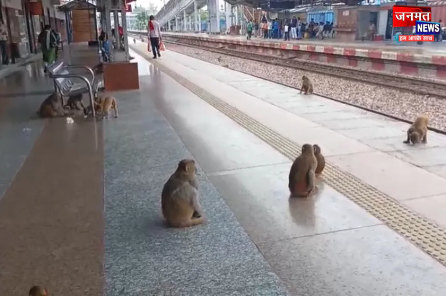 फतेहपुर में बंदरों को पकड़ने का अभियान शुरू, मथुरा से बुलाई गई एक्सपर्ट टीम