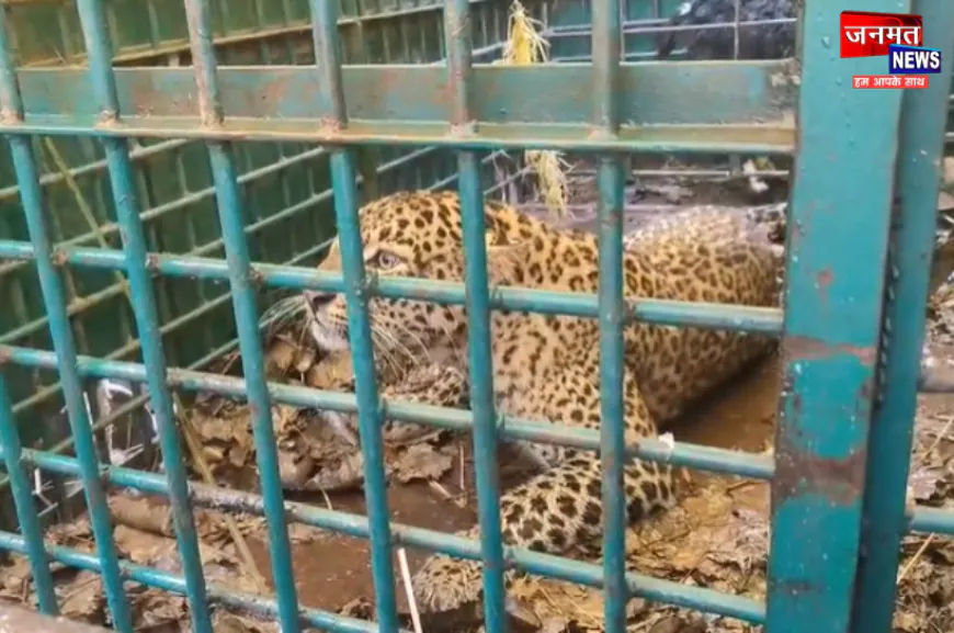 बहराइच: वन विभाग को मिली बड़ी सफलता, पिंजरे में कैद हुआ तेंदुआ; ग्रामीणों ने ली राहत की सांस