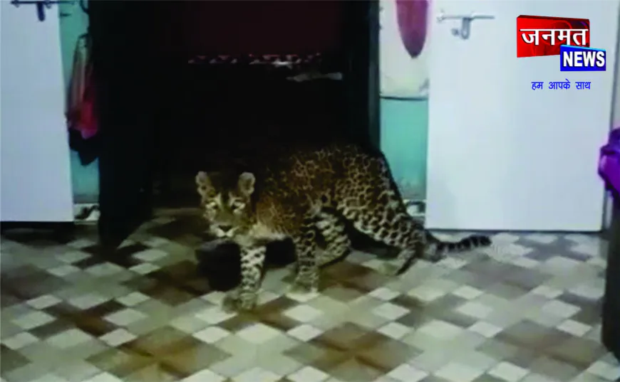 बलरामपुर में घर के अंदर घुसा तेंदुआ, पूरे गांव में हड़कंप—वन विभाग सतर्क, ग्रामीणों में दहशत