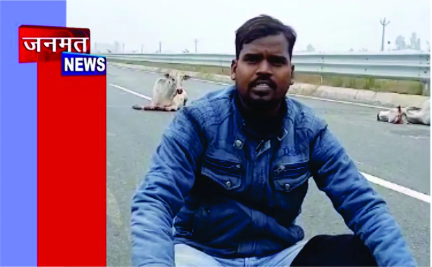 एनएचआई हाईवे पर तेज रफ्तार वाहन की टक्कर से दो गायों की मौत, एक गंभीर, प्रशासनिक उदासीनता पर समाजसेवियों का धरना