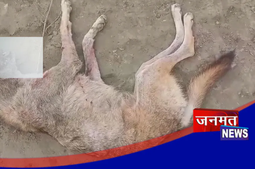 बहराइच: वन विभाग ने मार गिराया आठवां आदमखोर भेड़िया, हटाए गए DFO राम सिंह यादव