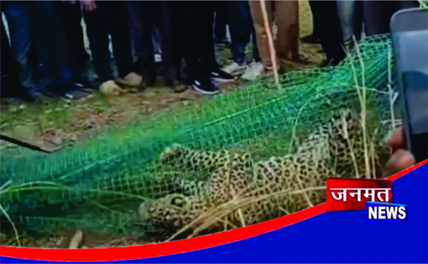 तराई में तेंदुओं का आतंक: 24 घंटे में दो अलग-अलग स्थानों पर दिखा वन्यजीव, ग्रामीणों में दहशत