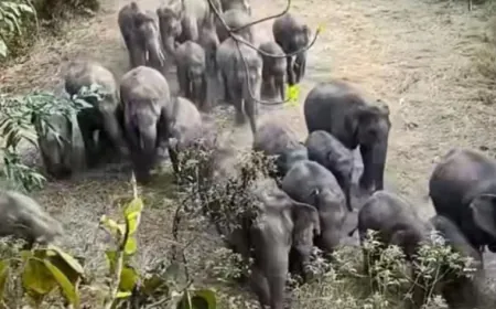 9 दिन में 19 मौतें, झारखंड में हाथी बना सीरियल किलर; निगल रहा जिंदगी