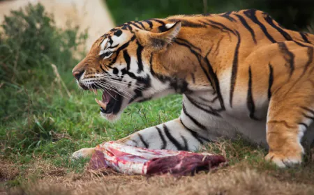 महाराजगंज: बाघ के हमले में 14 वर्षीय किशोरी की दर्दनाक मौत, गांव में दहशत का माहौल