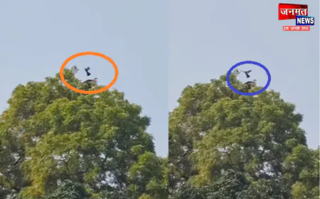 पड़रौना के हरका-हिरनहा गांव में दिखा दुर्लभ हिमालयन गिद्ध, रेस्क्यू के लिए पहुंचा वन विभाग