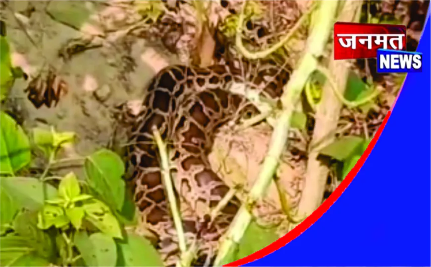 बलरामपुर में विशाल अजगर से गांव में दहशत, ग्रामीणों ने वन विभाग से रेस्क्यू की मांग की