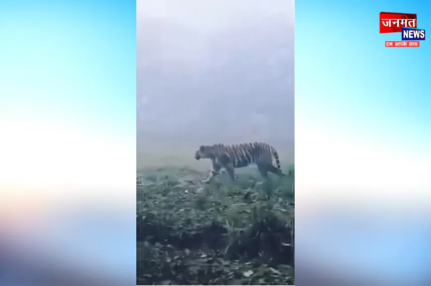 बहराइच: आबादी में दिखा बाघ, लोगों में दहशत; रेस्क्यू में जुटी वन विभाग की टीम