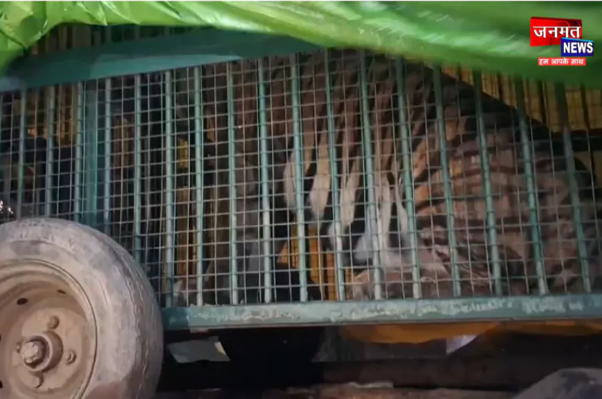 बहराइच से राहत भरी खबर, काबू में आया आदमखोर बाघ; विशेषज्ञ टीम ने किया पिंजरे में कैद