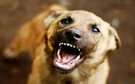 आवारा कुत्तों से निजात दिलाएंगे शेल्टर होम-एबीसी सेंटर