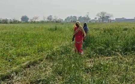 25 जंगली हाथियों का आतंक, आजमगढ़पुरवा में फसलें तबाह !