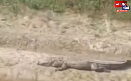 कन्नौज के छिबरामऊ क्षेत्र के महुआ नगला में काली नदी में दिखा मगरमच्छ, किसानों में मची भगदड़