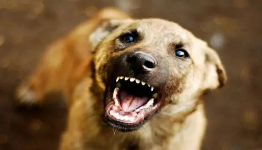 आवारा कुत्तों से निजात दिलाएंगे शेल्टर होम-एबीसी सेंटर