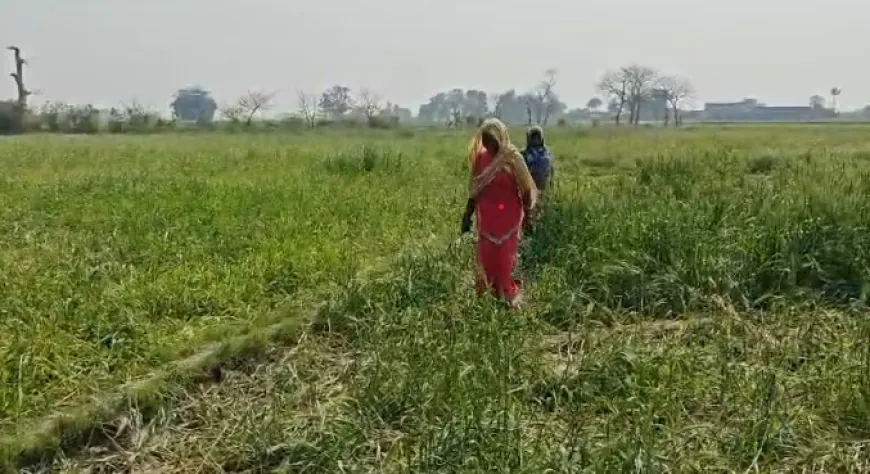 25 जंगली हाथियों का आतंक, आजमगढ़पुरवा में फसलें तबाह !