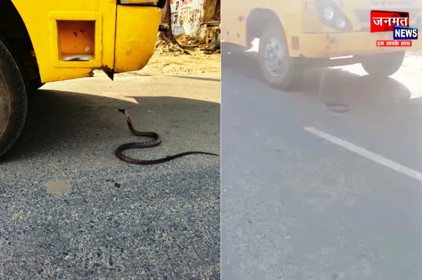 औरैया: स्कूल बस के सामने आ गया सांप, बच्चों में फ़ैल गई दहशत; 25 मिनट तक रुका रास्ता