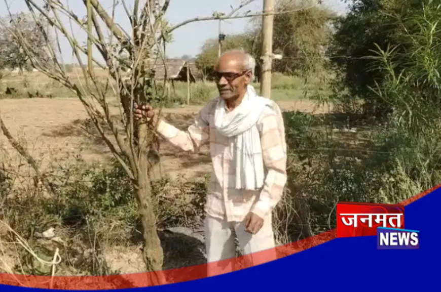 प्रतापगढ़ में किसान ने किया कमाल, उगाया 12 फीट लंबा अरहर; बना आकर्षण का केंद्र