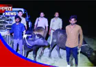 बांदा पुलिस ने पशु तस्करों के एक अंतरराज्यीय गिरोह  को पकड़ा
